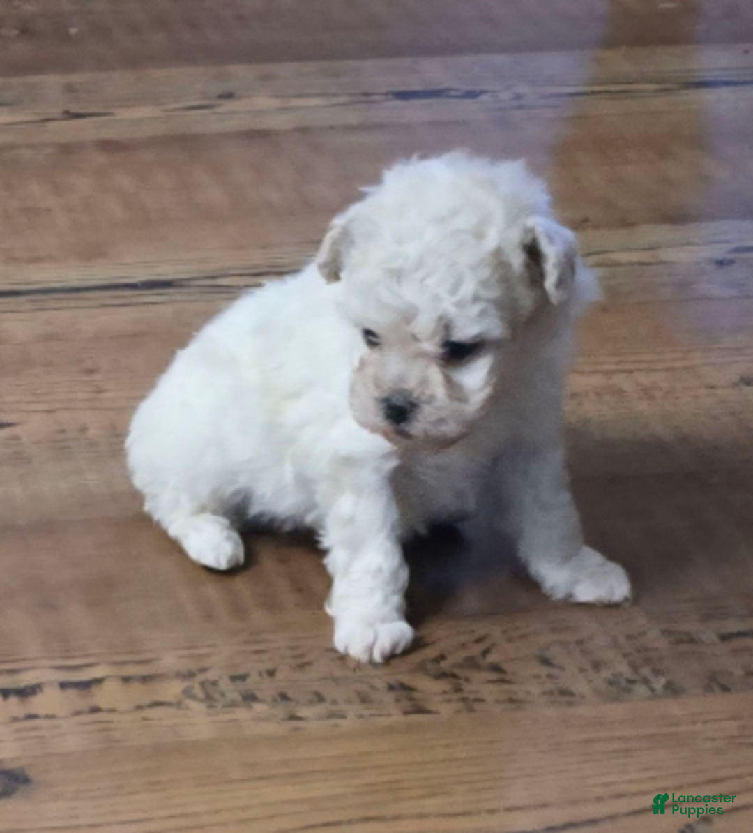 Standard Poodle dogs for sale: Ghost - Ad 6