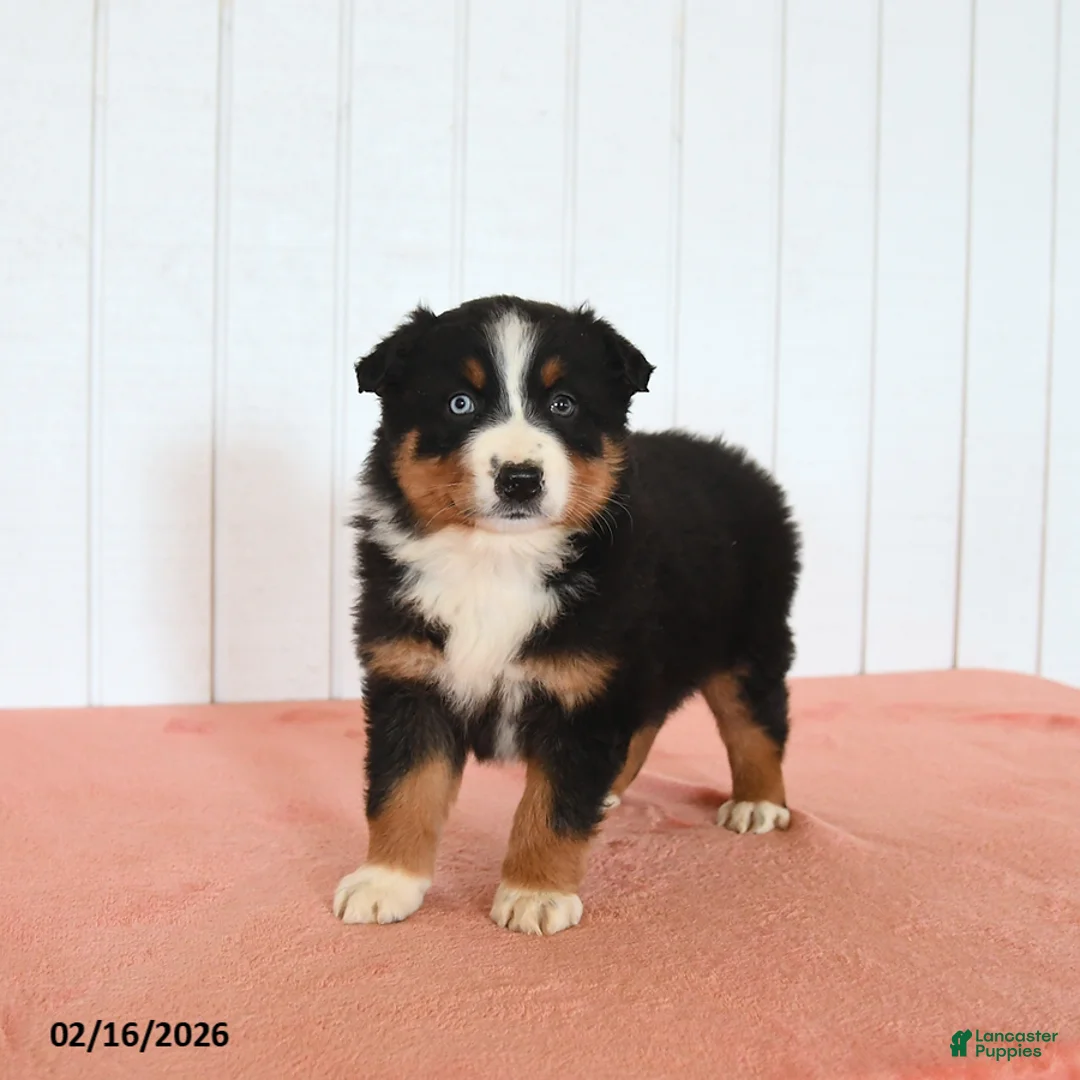 Australian Shepherd dogs for sale: Nina - Ad 1