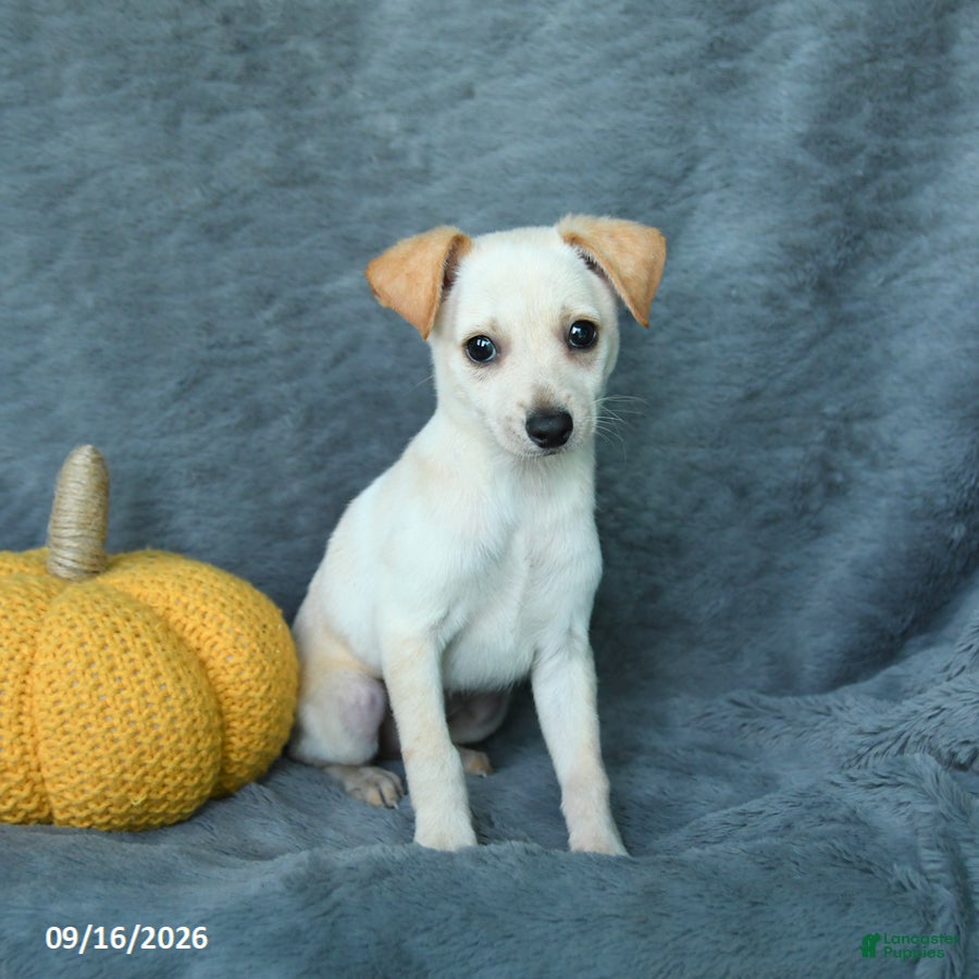 Mixed Breed dogs Huckleberry - Ad 2
