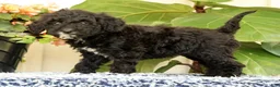 Mini Goldendoodle dogs for sale: Cola - Ad 9