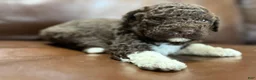 Lagotto Romagnolo dogs for sale: Light green collar Male - Ad 2