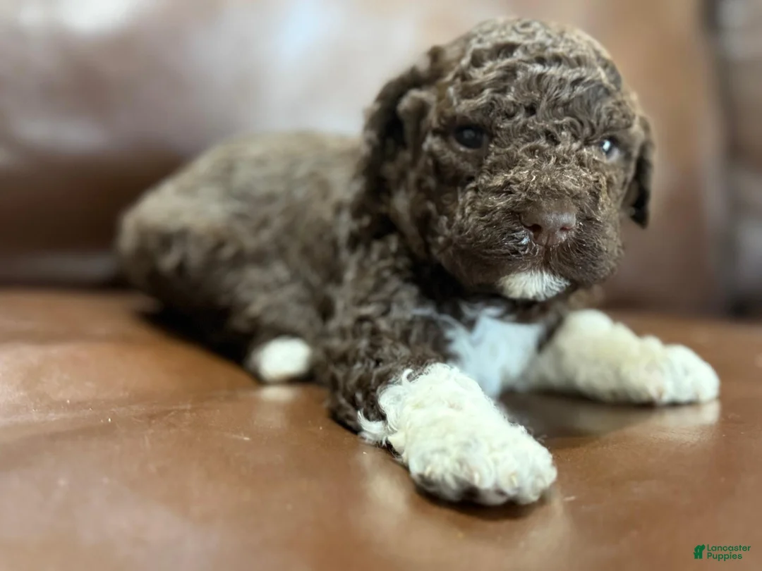 Lagotto Romagnolo dogs for sale: Light green collar Male - Ad 2