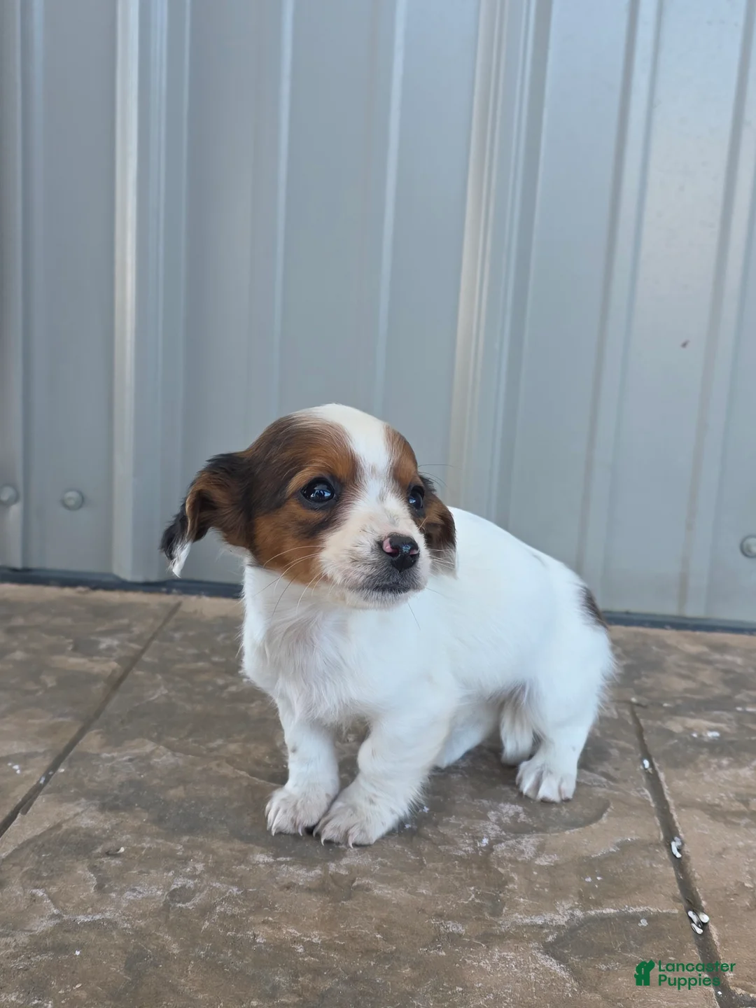 Miniature Dachshund dogs for sale: Daisy - Ad 2