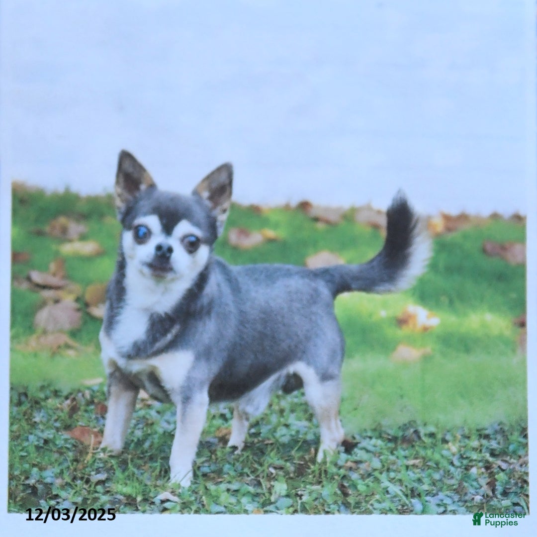 Chihuahua dogs for sale: Abby - Ad 6