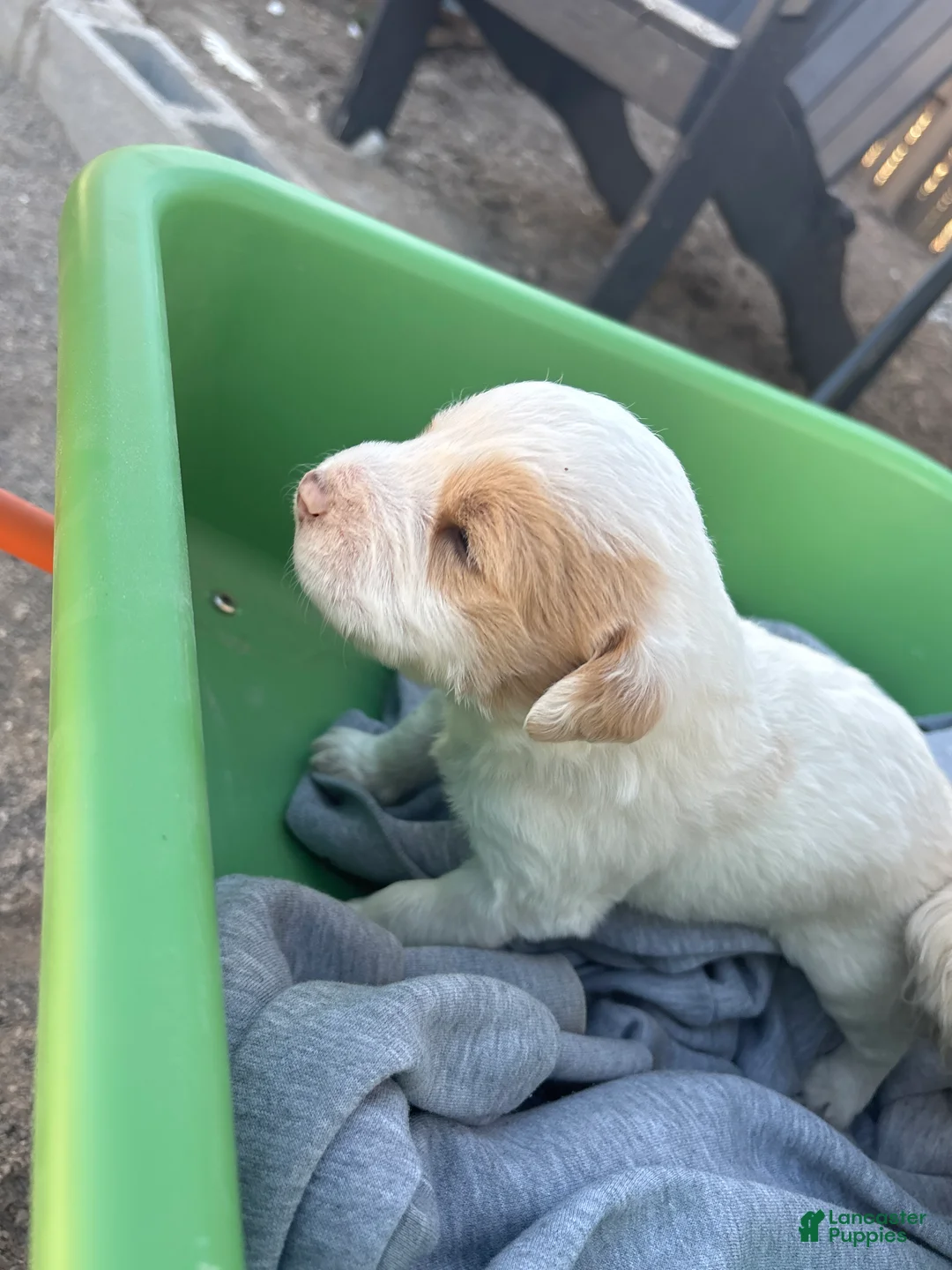 Goldendoodle dogs for sale: Goldendoodle Puppy 3 - Ad 1