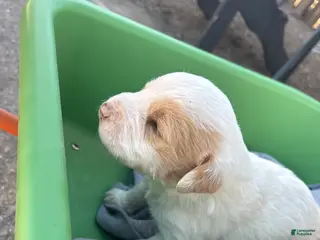 Goldendoodle dogs Goldendoodle Puppy 3 - Ad 6