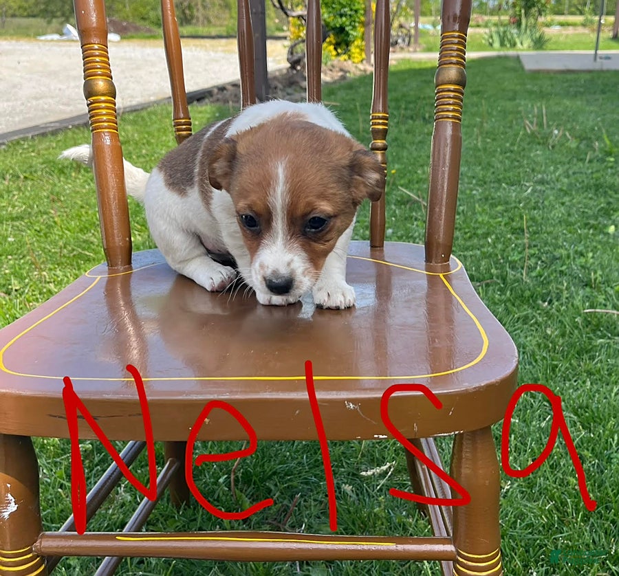 Jack Russell Terrier dogs Nelsa - Ad 2
