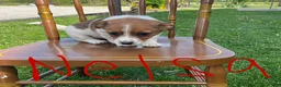 Jack Russell Terrier dogs for sale: Nelsa - Ad 2