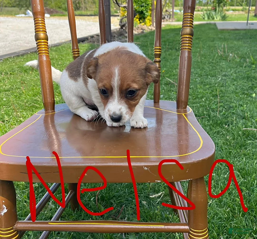 Jack Russell Terrier dogs for sale: Nelsa - Ad 2