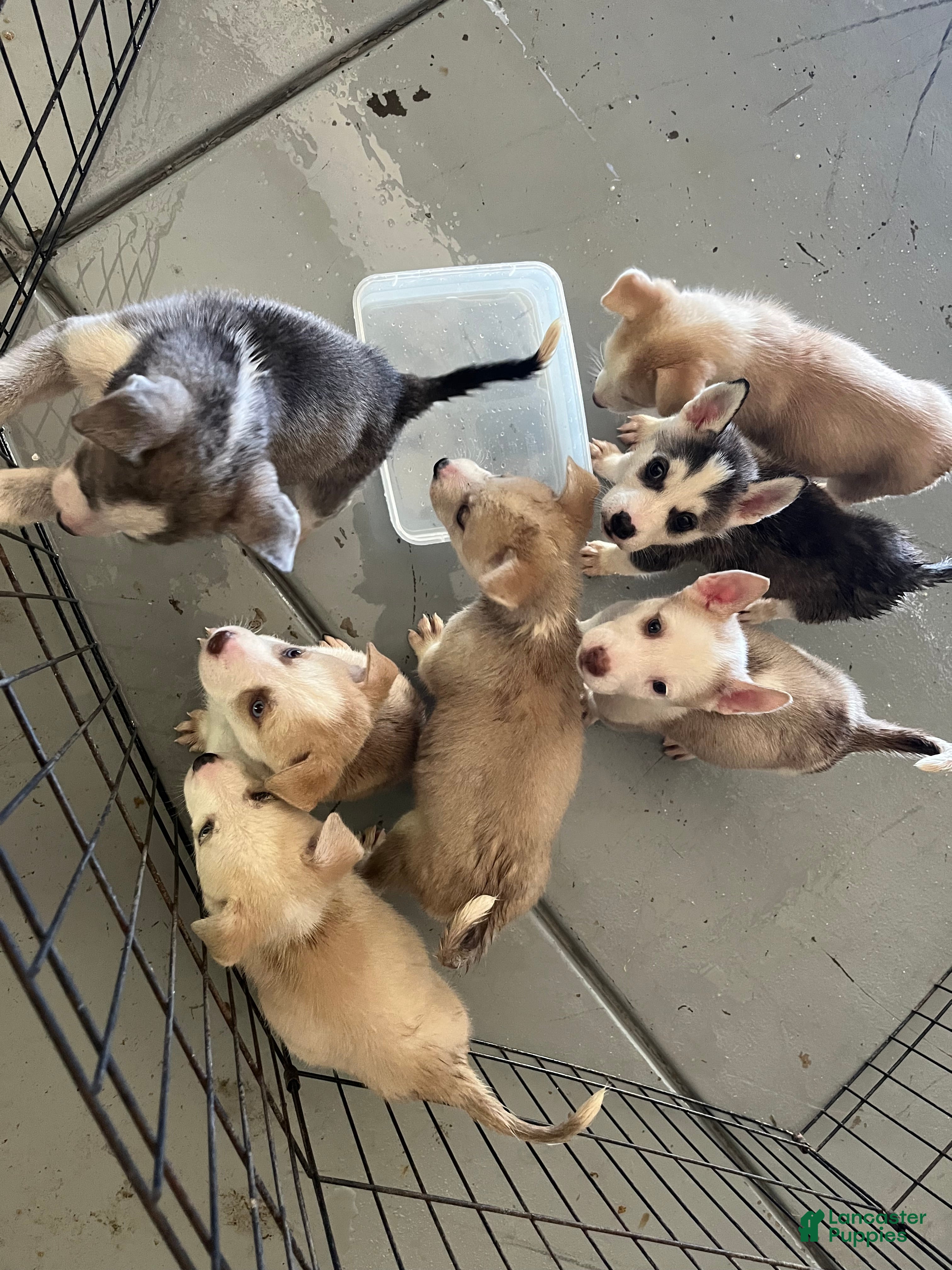 Mixed Breed dogs Mixed Breed 1 - Ad 40