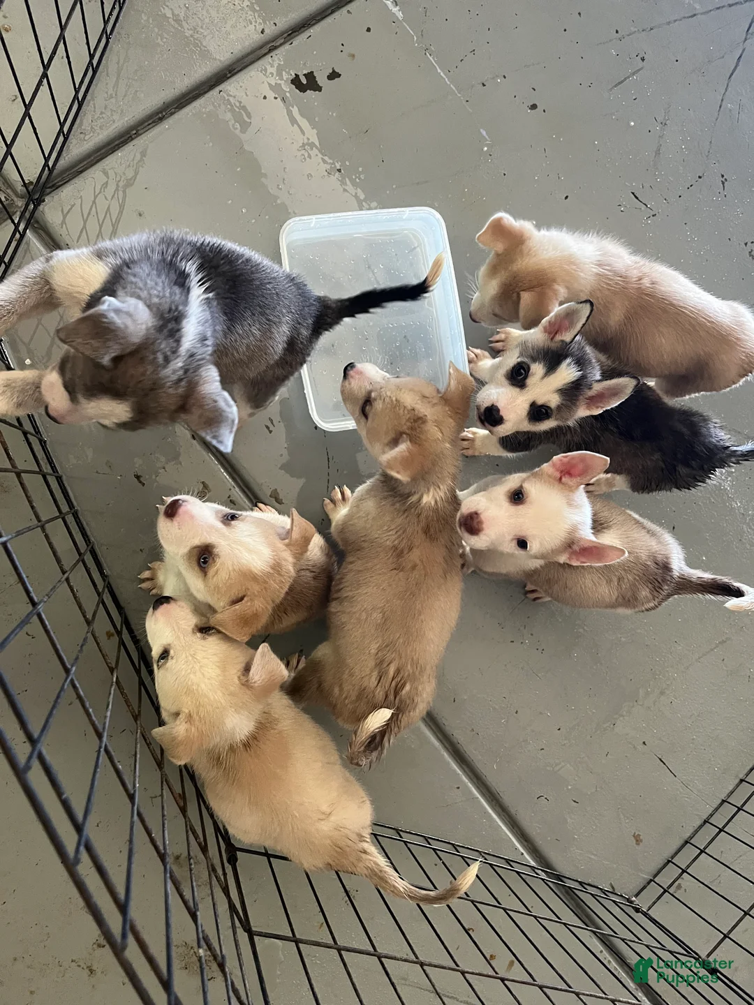 Mixed Breed dogs for sale: Mixed Breed 1 - Ad 1