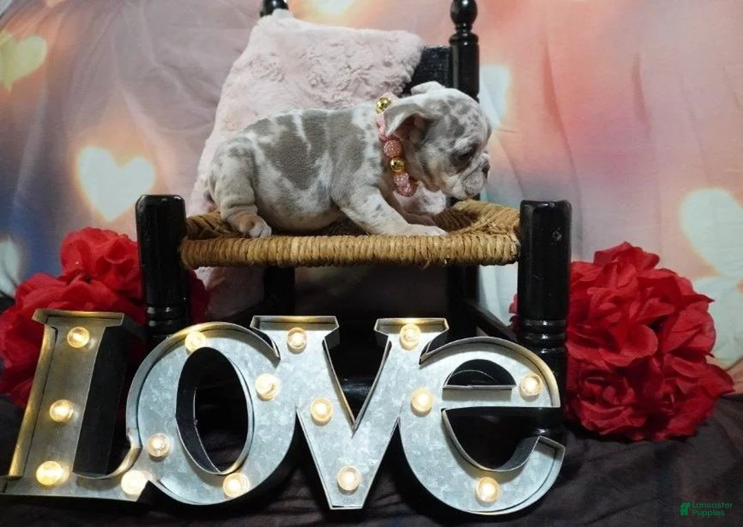 English Bulldog dogs for sale: English Bulldog Puppy 4 - Ad 3