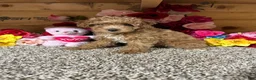 Toy Poodle dogs for sale: Toy Poodle 3 - Ad 4