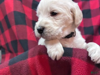 Labradoodle dogs Labradoodle Puppy 6 - Ad 10