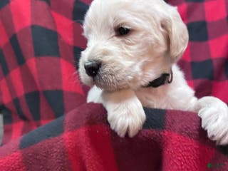 Labradoodle dogs Labradoodle Puppy 6 - Ad 15