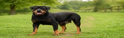 Rottweiler dogs for sale: Willow - Ad 4