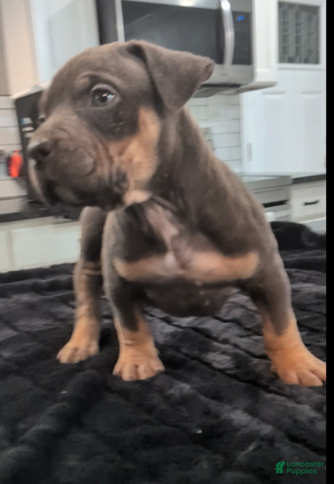 American Bully dogs for sale: Rose - Ad 1