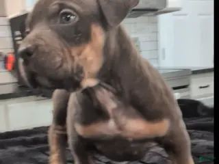 American Bully dogs for sale: Rose - Ad 3