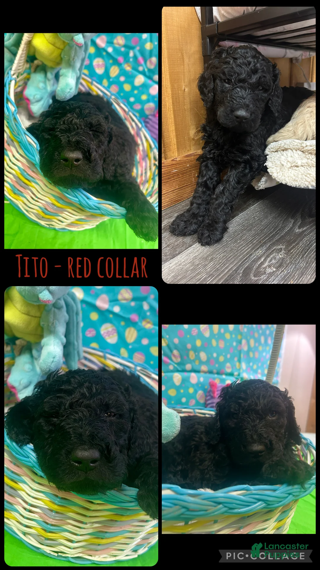 Goldendoodle dogs for sale: Tito - Red Collar Male - Ad 2