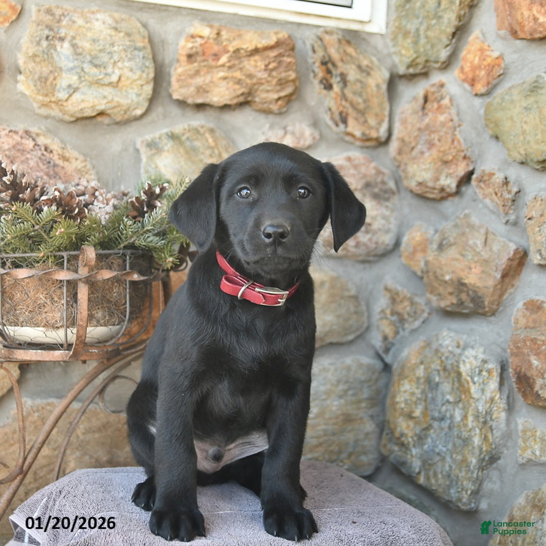 Labrador Retriever dogs for sale: Jordan  - Ad 2