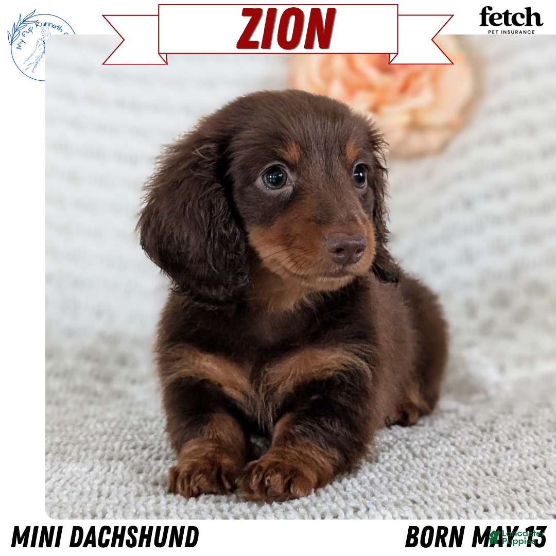weenie dog mini dachshund fluffy