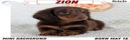 Miniature Dachshund dogs for sale: Zion - Ad 1