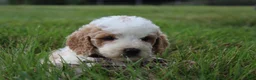 Mini Goldendoodle dogs for sale: Lucy - Ad 4