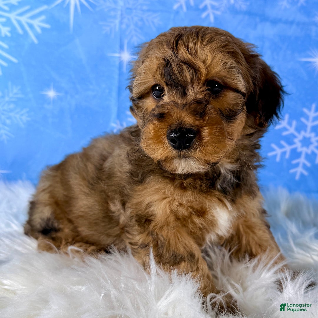 Yorkiepoo dogs for sale: Benji - Ad 2