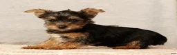 Yorkshire Terrier dogs for sale: Hershey - Ad 1