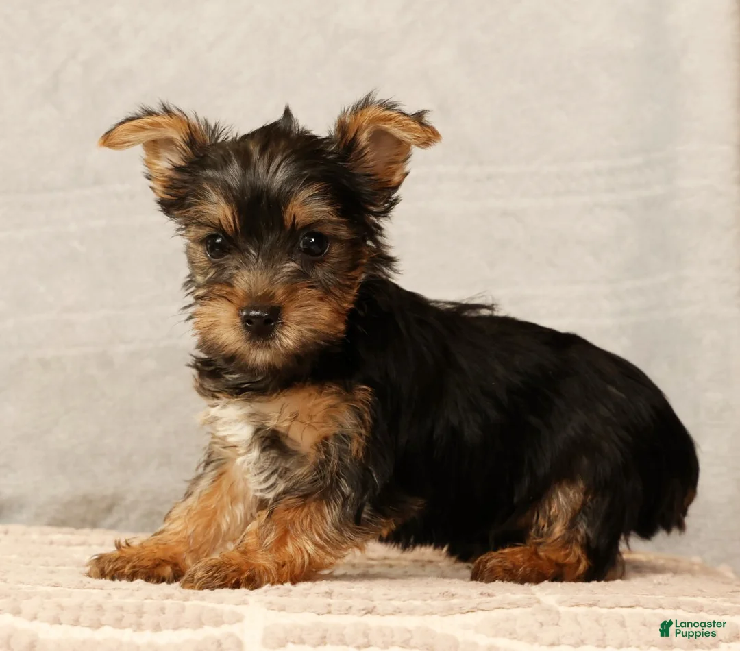 Yorkshire Terrier dogs for sale: Hershey - Ad 1