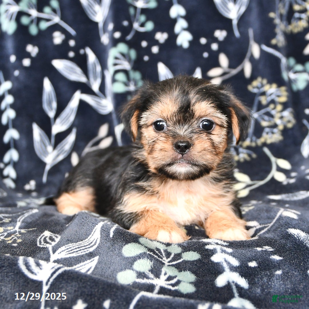 Shorkie dogs for sale: Cassie   - Ad 4