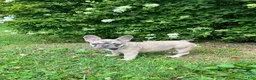 French Bulldog dogs for sale: Paisley  - Ad 8
