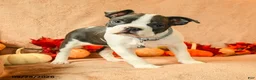 Boston Terrier dogs for sale: Laura - Ad 3