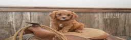 Cavapoo dogs for sale: Lamont - Ad 3