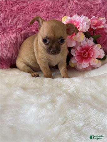 Chihuahua dogs Chihuahua Puppy 1 - Ad 11