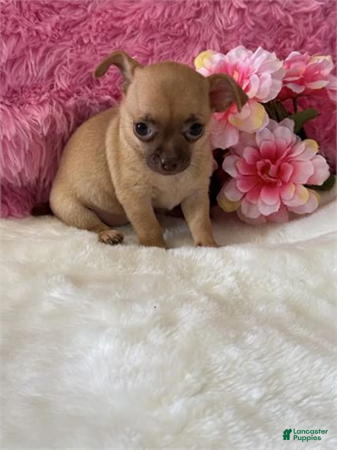 Chihuahua dogs for sale: Chihuahua Puppy 1 - Ad 1