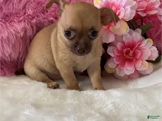 Chihuahua dogs Chihuahua Puppy 1 - Ad 18