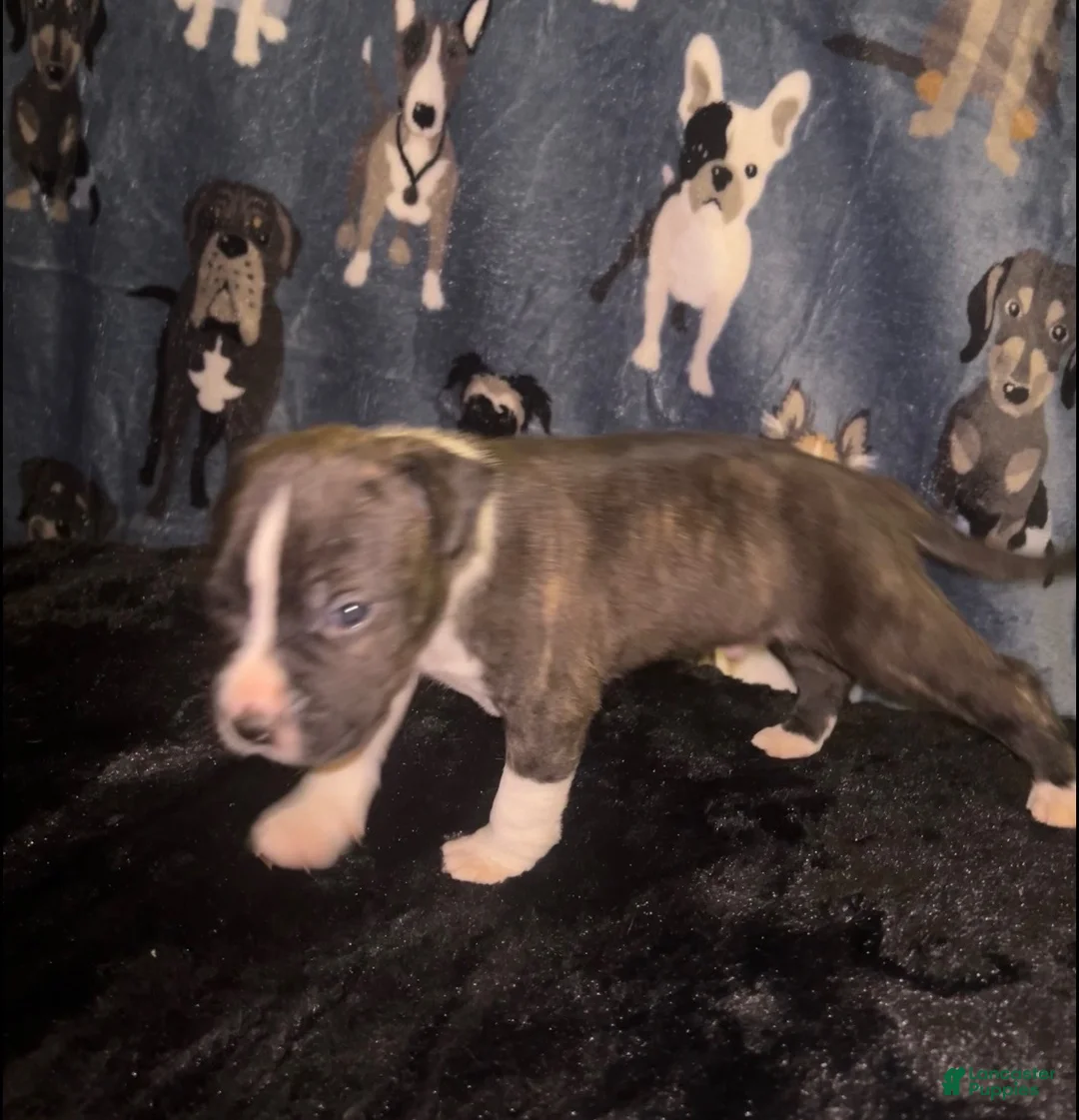 American Bully dogs for sale: Boy 🩵 •Pocket Bully• - Ad 2