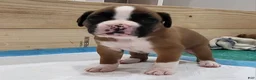 Boxer dogs for sale: ZOEY - Ad 2