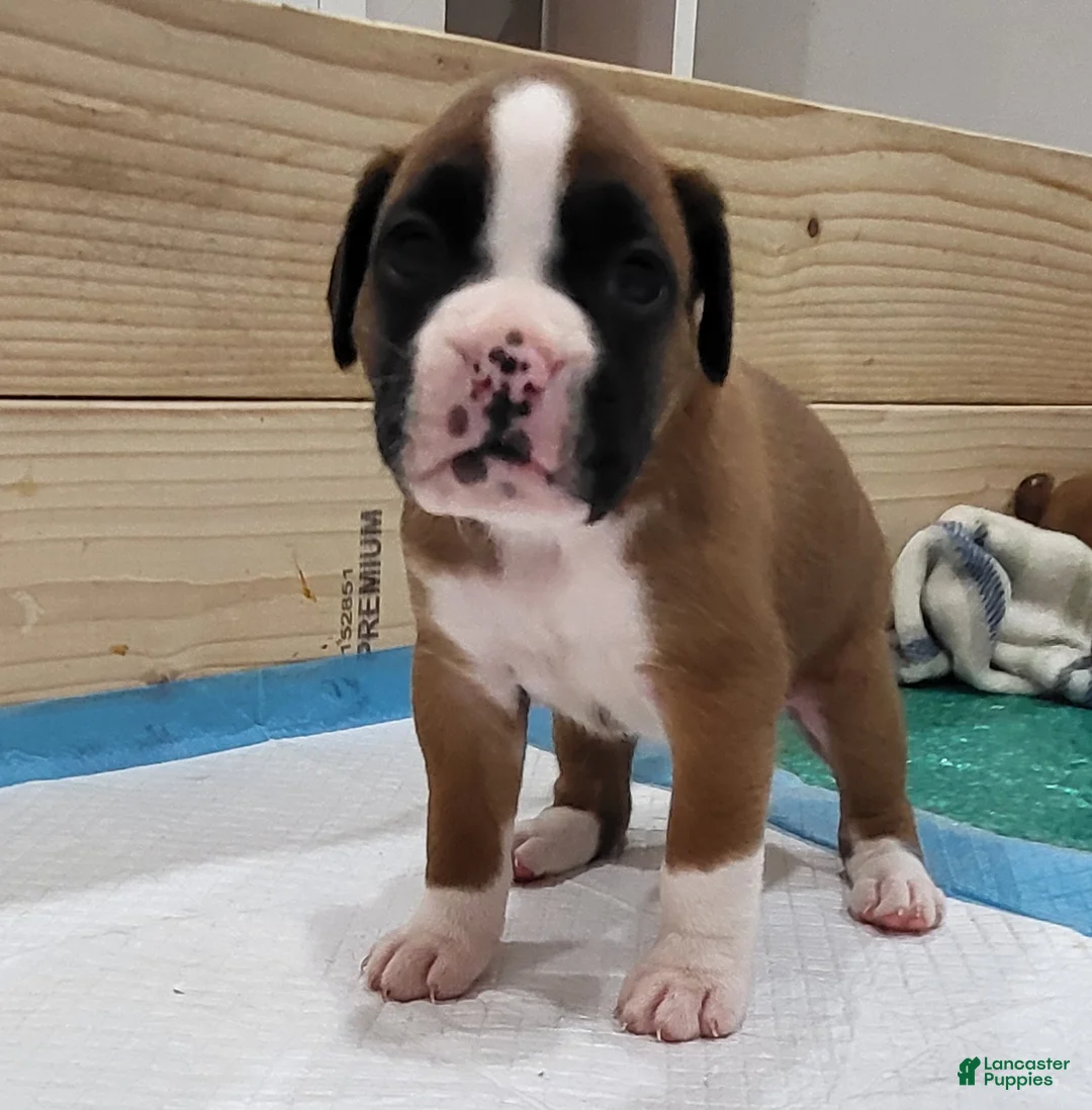 Boxer dogs for sale: ZOEY - Ad 2