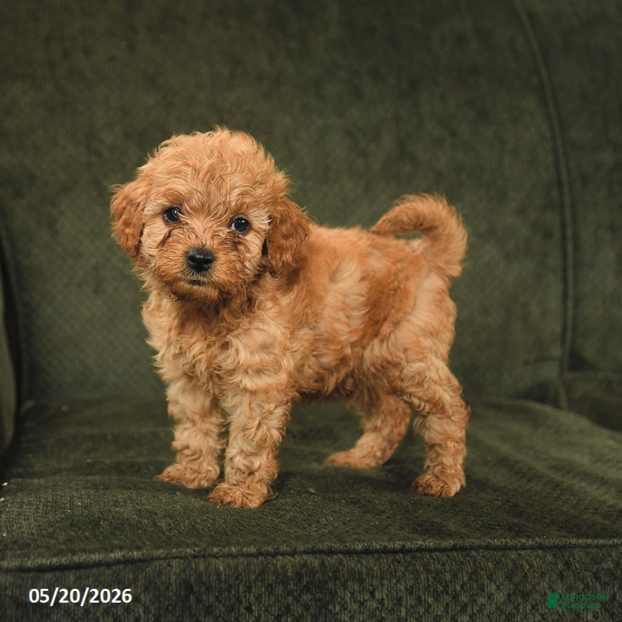 Cockapoo dogs Happy - Ad 2