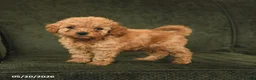 Cockapoo dogs for sale: Happy - Ad 2