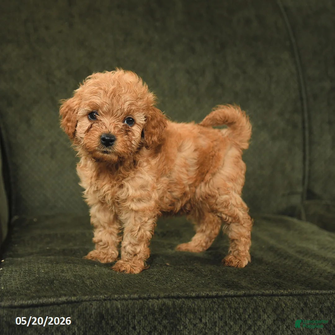Cockapoo dogs for sale: Happy - Ad 2
