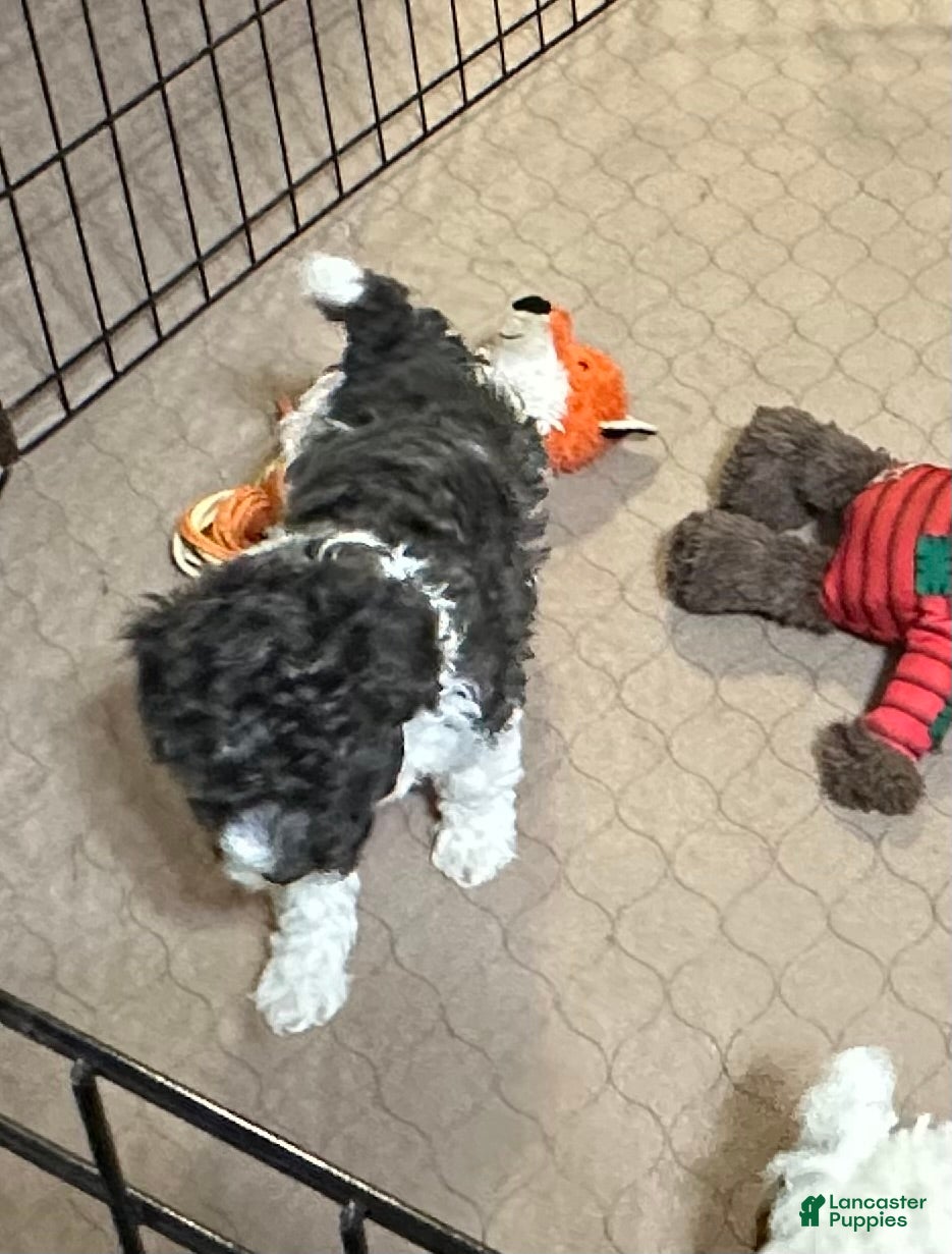 Miniature Poodle dogs Miniature Poodle Puppy 4 - Ad 35