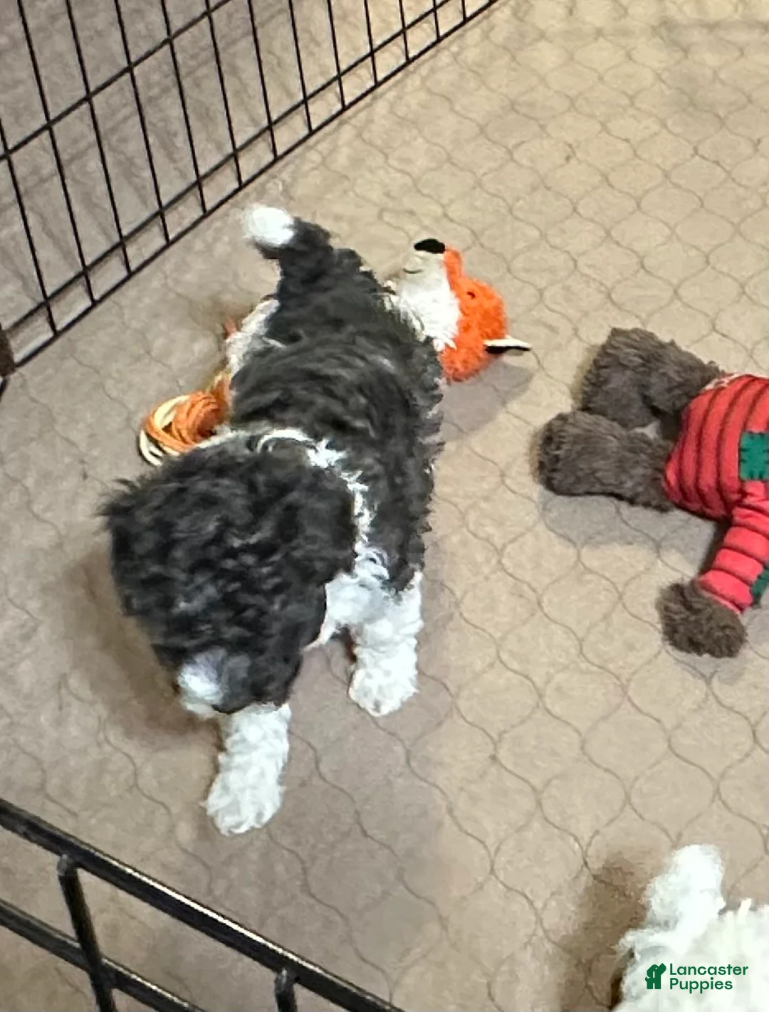 Miniature Poodle dogs for sale: Miniature Poodle Puppy 4 - Ad 1