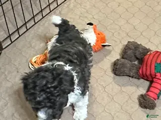 Miniature Poodle dogs Miniature Poodle Puppy 4 - Ad 35