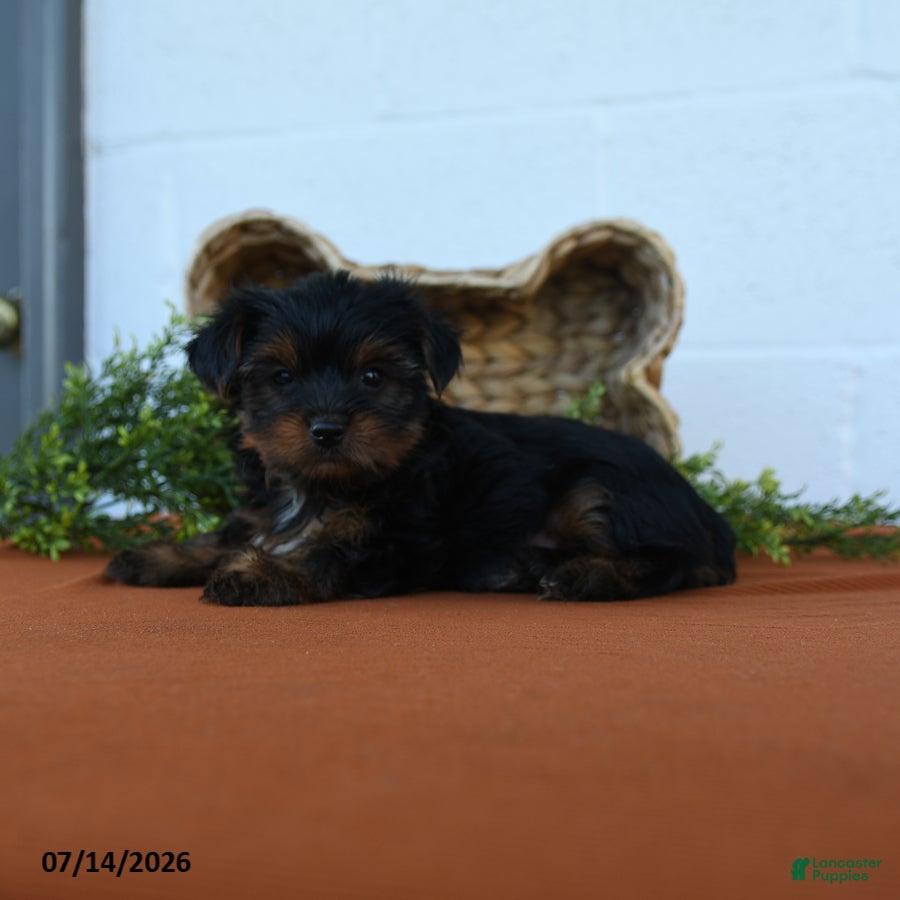 Yorkshire Terrier dogs Kayden - Ad 2