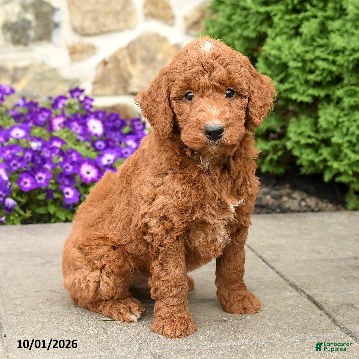 Mini Goldendoodle dogs Tommy - Ad 1