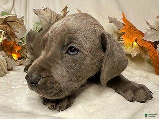 Great Dane dogs Angel - Ad 3