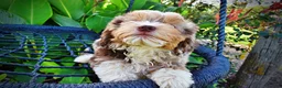 Havapoo dogs for sale: Elektra - Ad 10